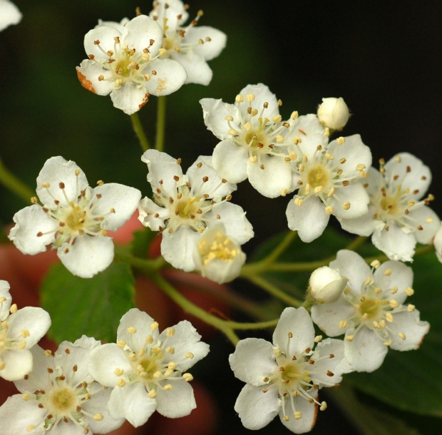 Image of Sorbus alnifolia specimen.