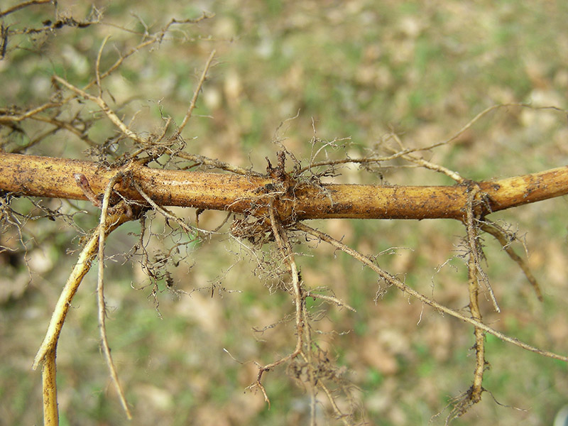 Image of Urtica dioica specimen.