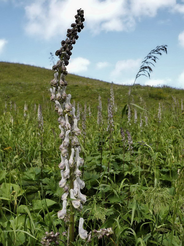 Image of Aconitum orientale specimen.