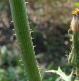 Sonchus asper