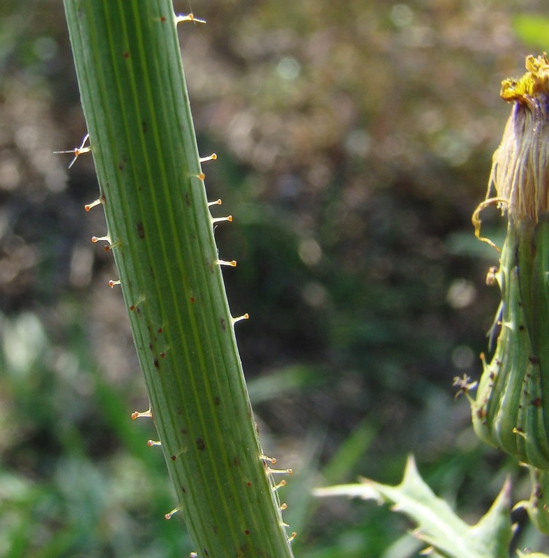 Изображение особи Sonchus asper.