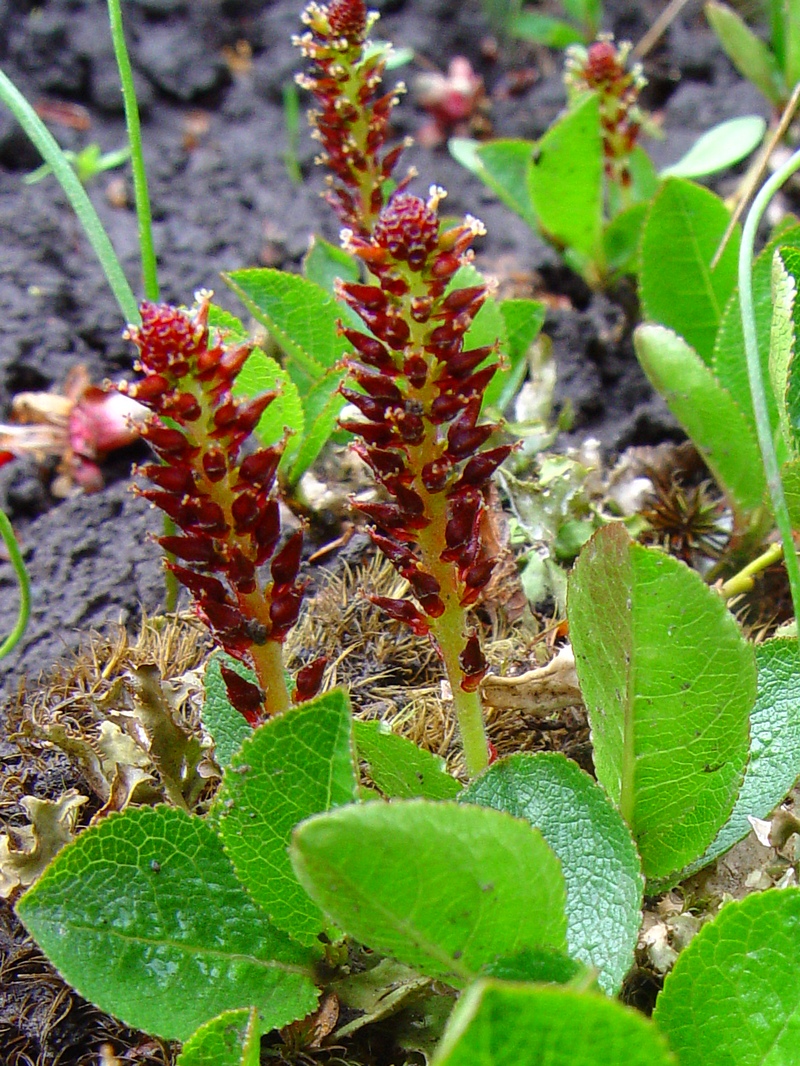 Image of Salix turczaninowii specimen.