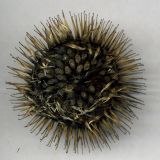 Image of taxon representative. Author is Николай Дегтярёв