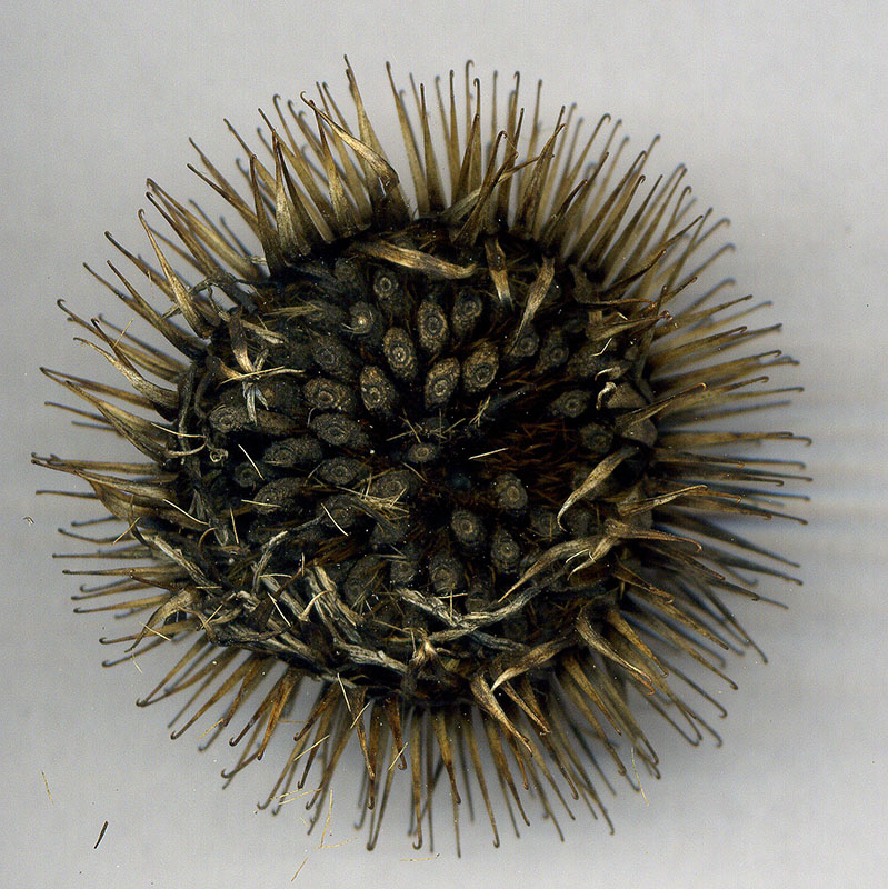 Image of Arctium lappa specimen.