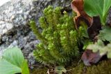 Huperzia selago. Спороносящее растение на замшелых камнях. Алтайский край, с.Тигирек, альпийский луг. 16 июня 2008 г.