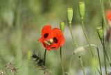 Papaver litwinowii