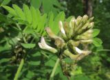 Astragalus glycyphylloides. Соцветие. Краснодарский край, м/о г. Геленджик, хр. Коцехур, гора Мемедо, северо-западный склон, поросший тенистым широколиственным лесом с подлеском из Staphylea pinnata и Rhododendron luteum. 23.05.2015.