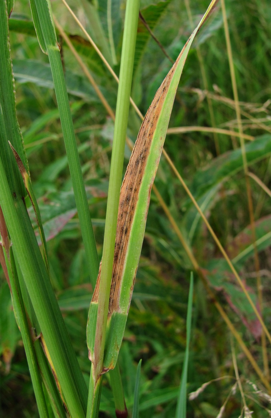 Image of Phleum pratense specimen.