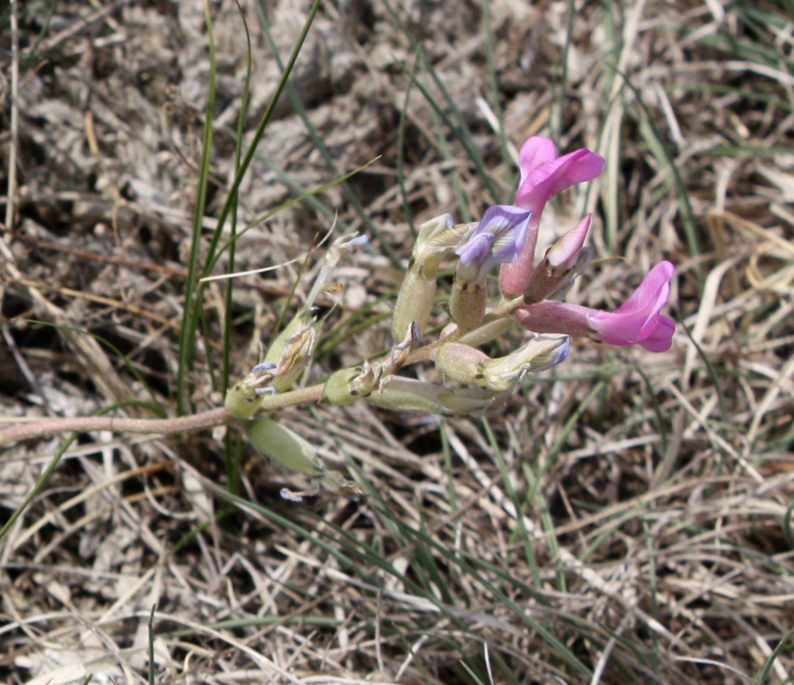 Изображение особи Oxytropis ammophila.