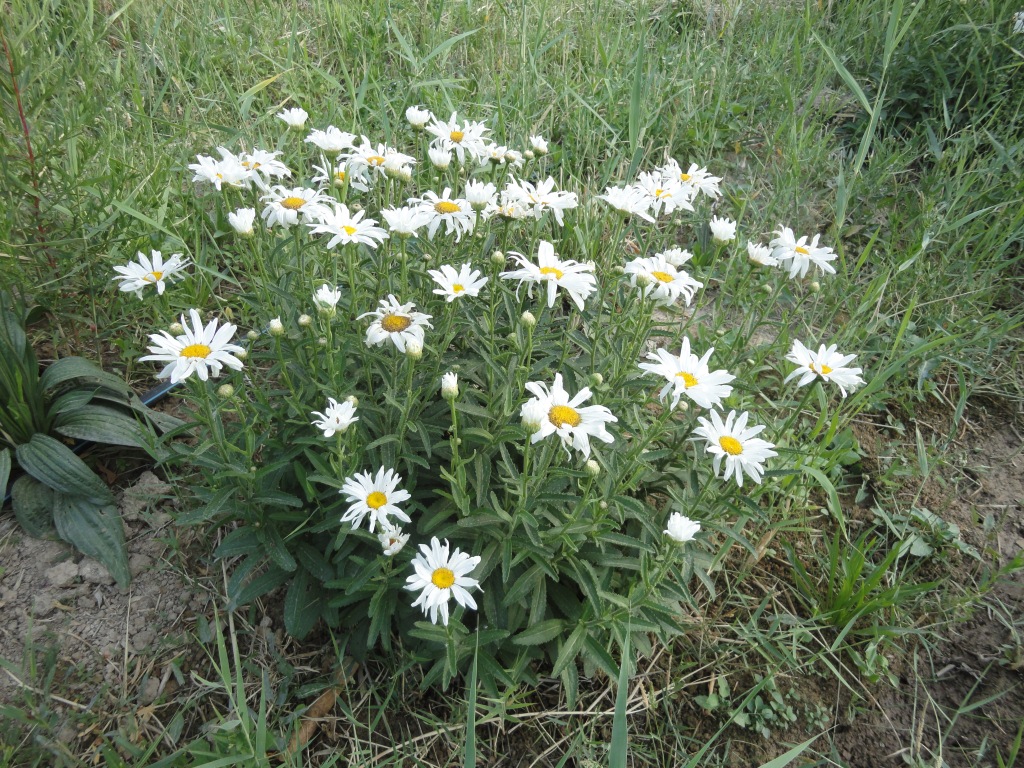 Изображение особи род Leucanthemum.