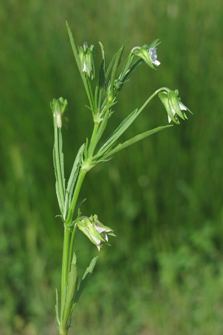 Image of Viola kitaibeliana specimen.