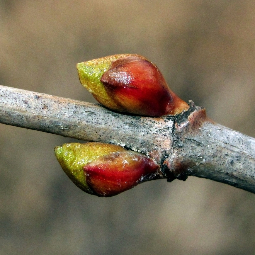 Image of Viburnum opulus specimen.