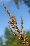 Rumex sylvestris