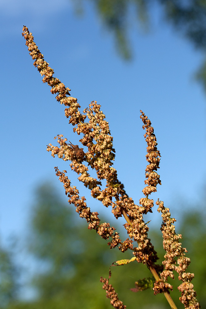 Изображение особи Rumex sylvestris.