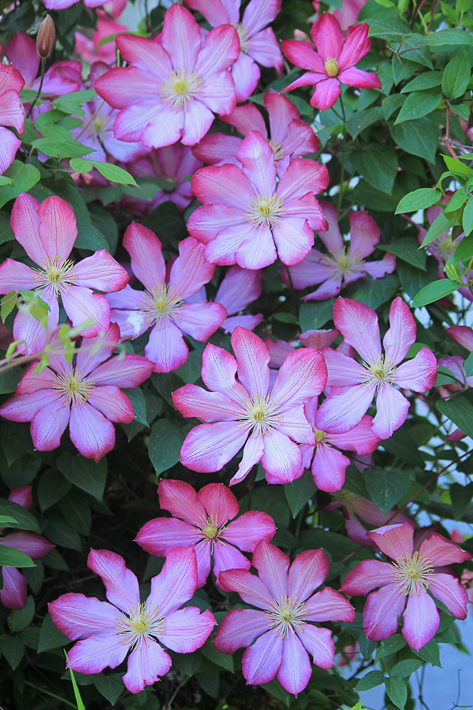 Image of Clematis &times; jackmanii specimen.