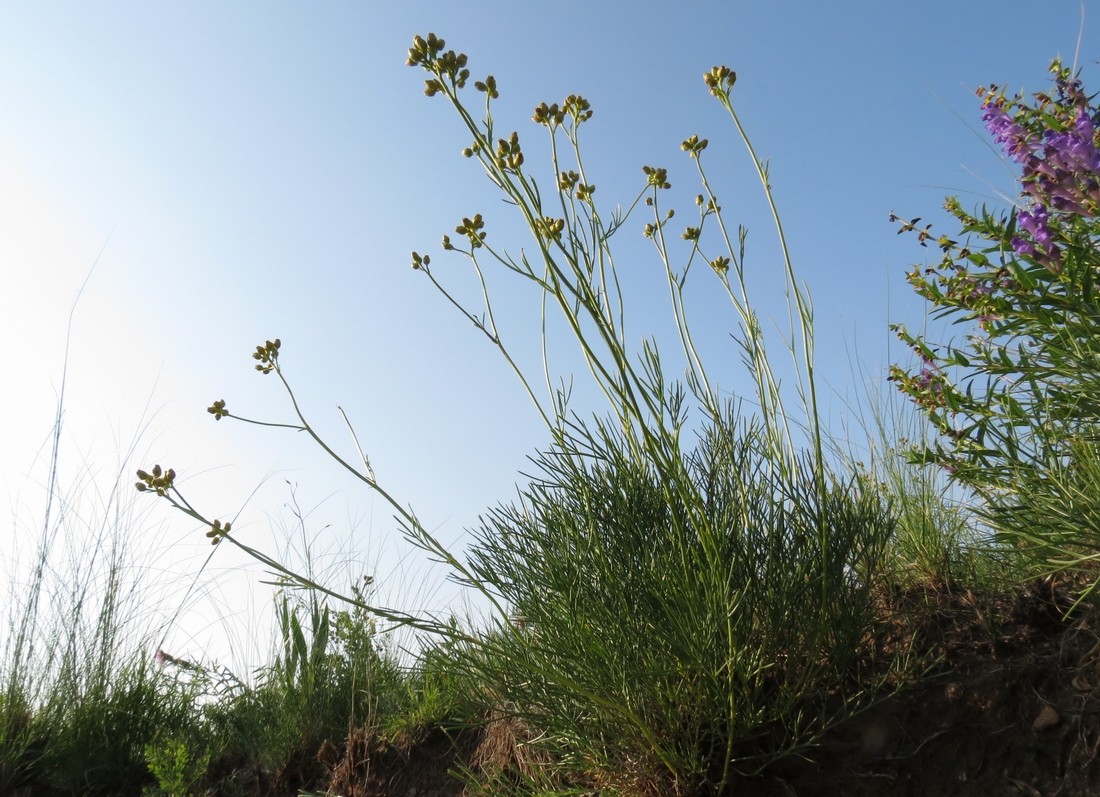 Изображение особи Filifolium sibiricum.