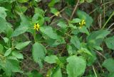 Melanthera biflora. Верхушки побегов с соцветиями. Андаманские острова, остров Хейвлок, опушка прибрежного леса. 01.01.2015.