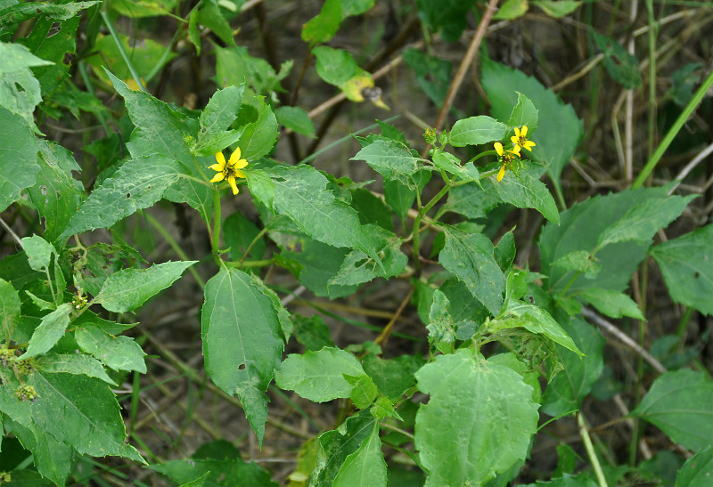 Image of Melanthera biflora specimen.