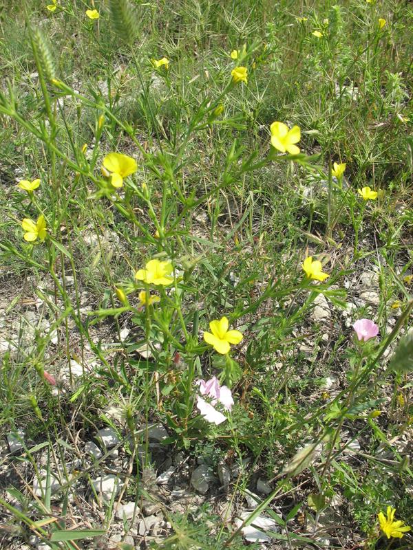 Image of Linum nodiflorum specimen.