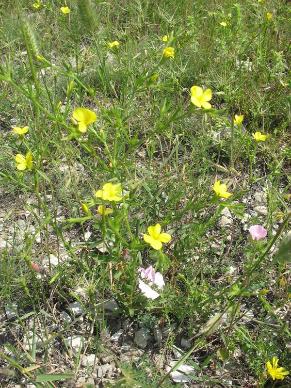 Изображение особи Linum nodiflorum.