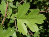genus Crataegus