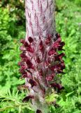 Pedicularis atropurpurea. Часть соцветия. Краснодарский край, хр. Аибга, ~2200 м н.у.м., субальпийский луг. 09.07.2015.