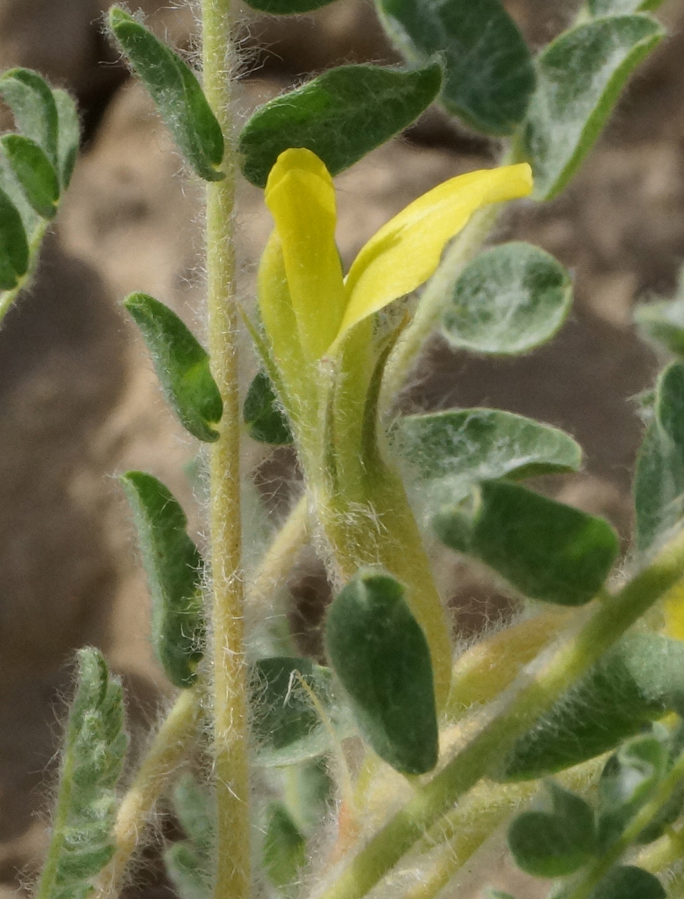 Image of Astragalus lanuginosus specimen.