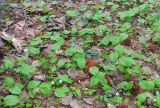 Maianthemum bifolium