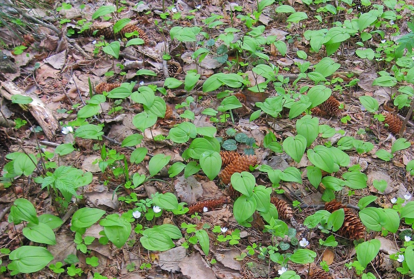 Image of Maianthemum bifolium specimen.