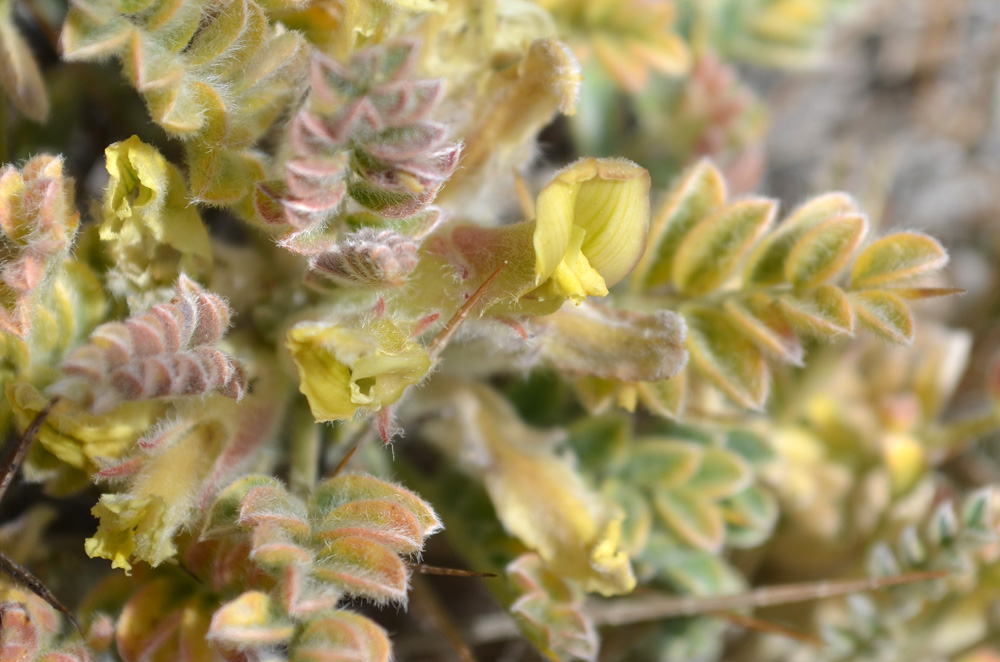 Изображение особи Astragalus lasiosemius.