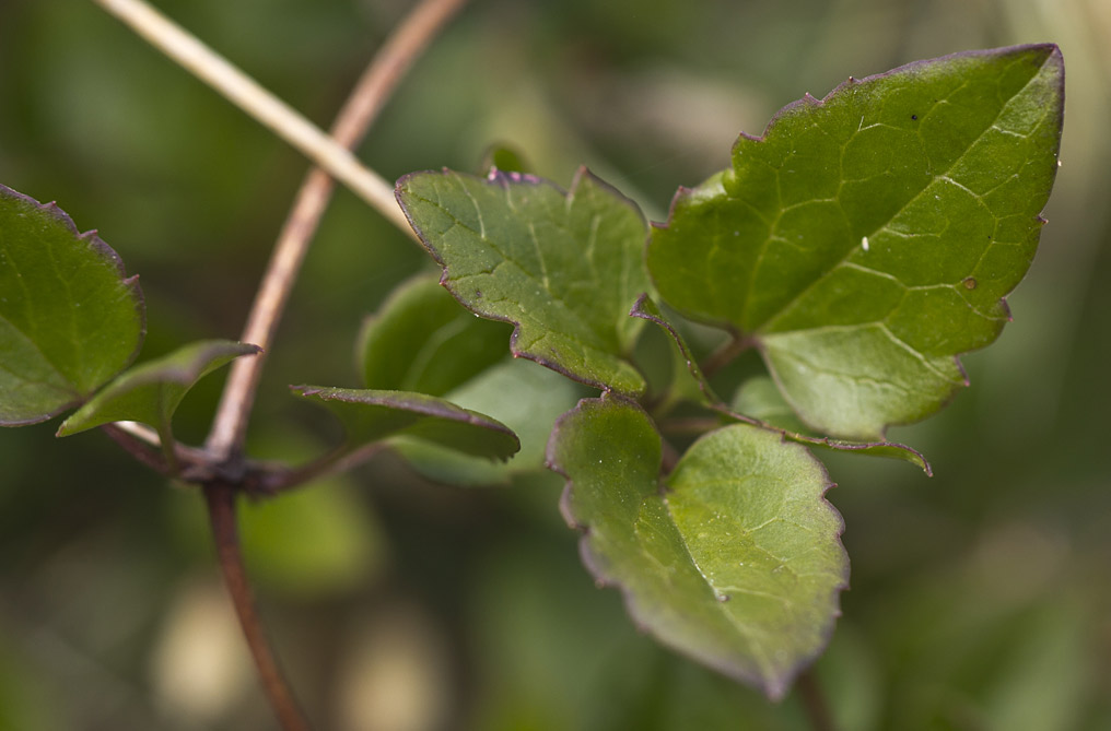 Image of Clematis cirrhosa specimen.