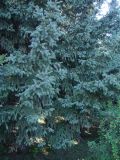 Picea pungens форма glauca. Часть кроны. Иркутская обл., г. Иркутск, территория мед. центра Микрохирургия глаза. 18.08.2015.