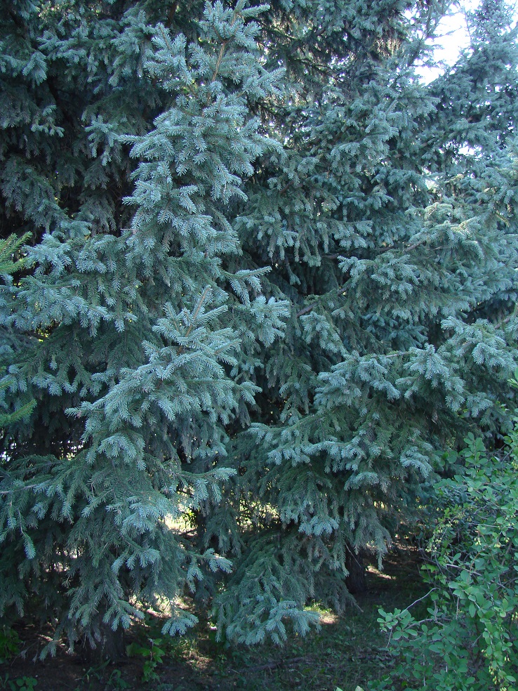 Изображение особи Picea pungens f. glauca.