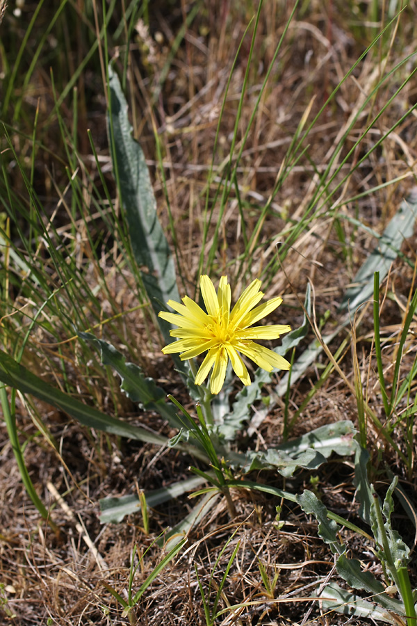 Изображение особи Scorzonera circumflexa.