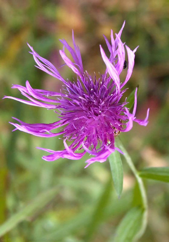 Image of Centaurea jacea specimen.