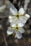 Prunus stepposa. Цветки. Республика Адыгея, г. Майкоп, восточная окраина города, у вязовой рощи. 22.03.2016.