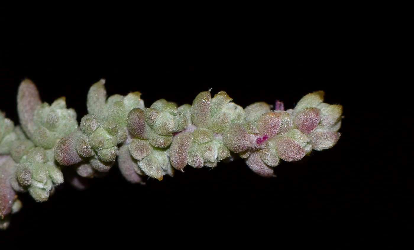 Image of Bassia tomentosa specimen.