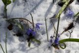 Scilla bifolia. Цветущее растение. Большой каньон Крыма после снегопада. 27.03.2008.
