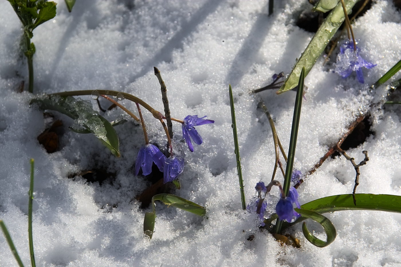 Image of Scilla bifolia specimen.