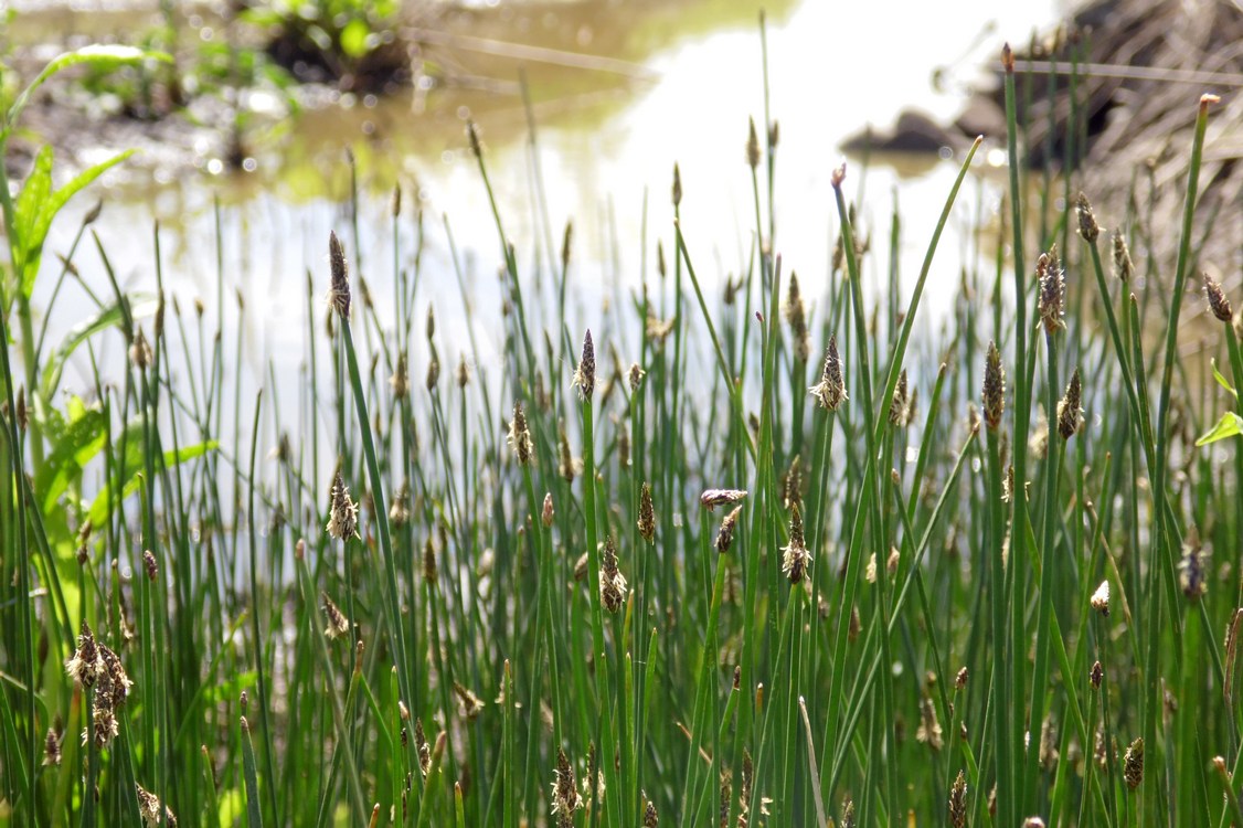 Изображение особи Eleocharis palustris.