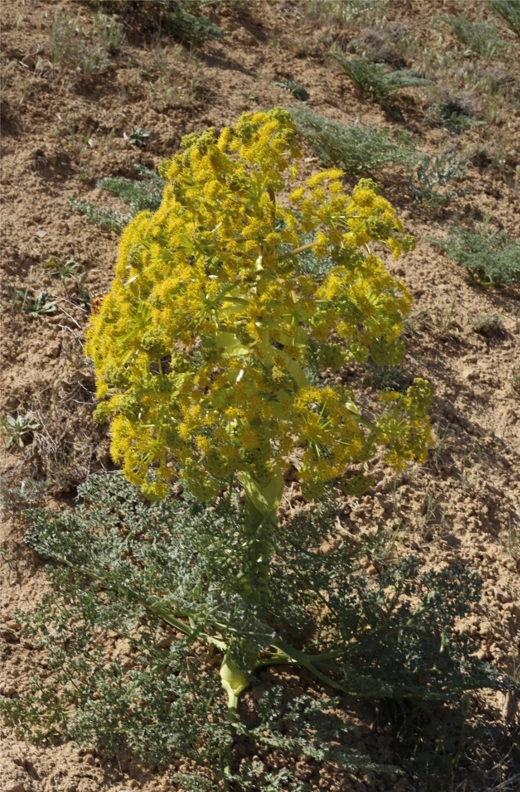 Изображение особи Ferula persica.