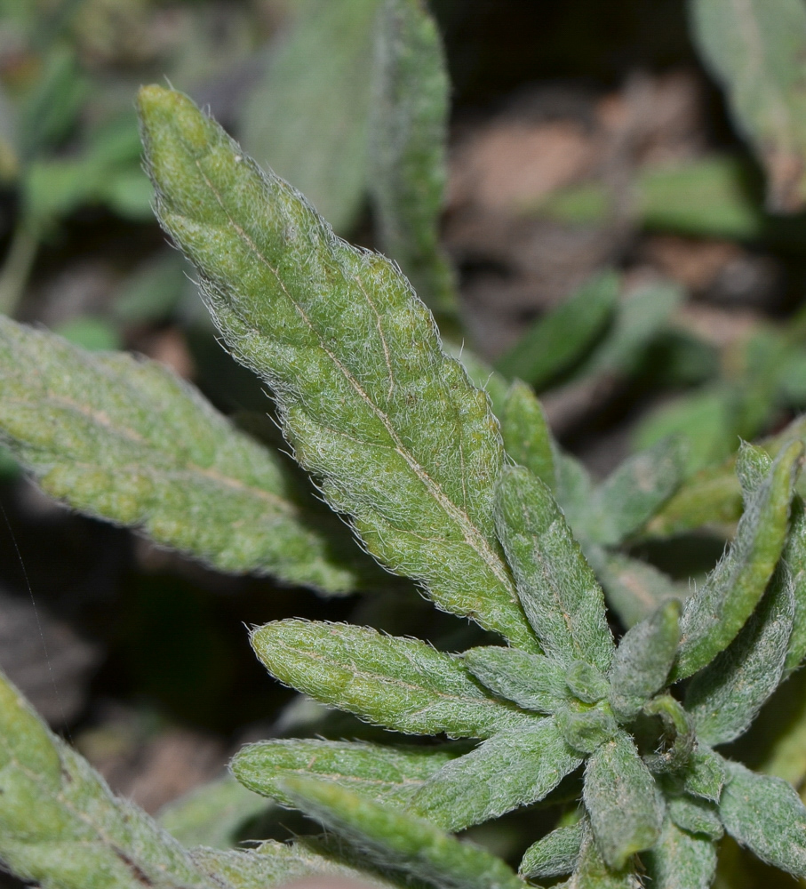 Image of Heliotropium erosum specimen.