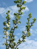 Prunus domestica