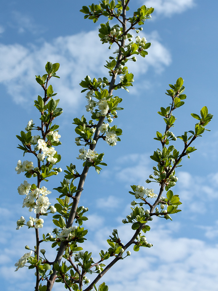 Image of Prunus domestica specimen.
