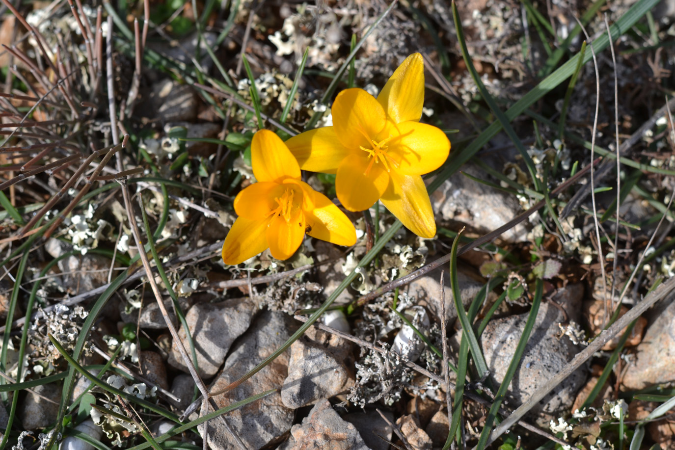 Image of Crocus angustifolius specimen.