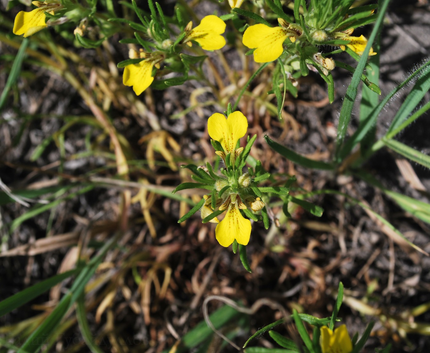 Image of Ajuga glabra specimen.