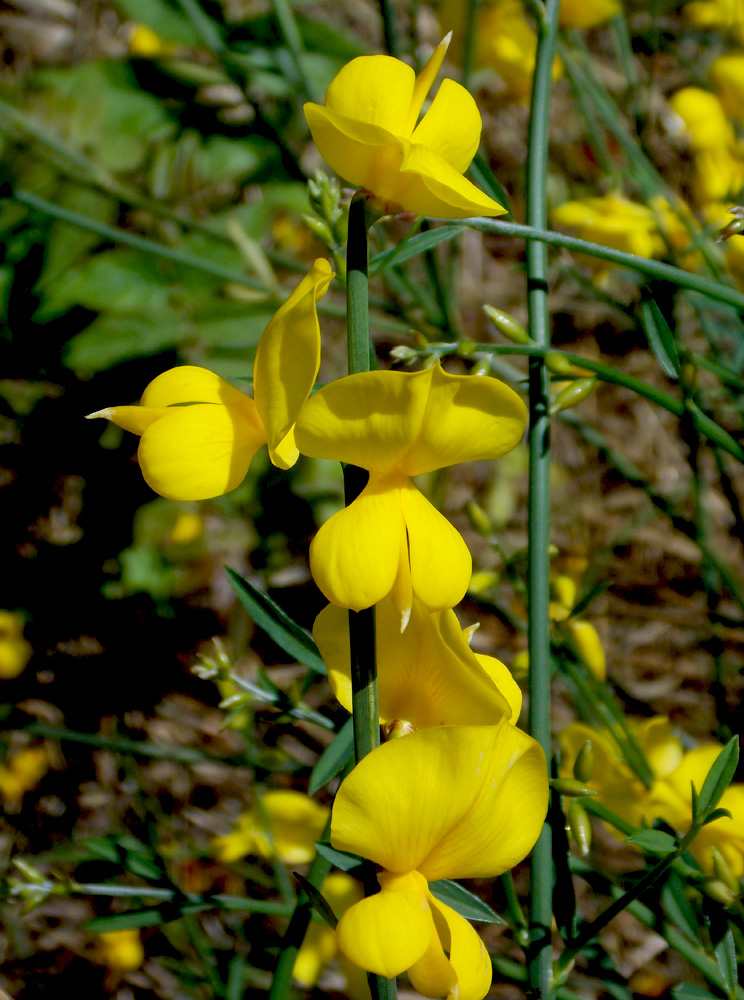 Image of Spartium junceum specimen.