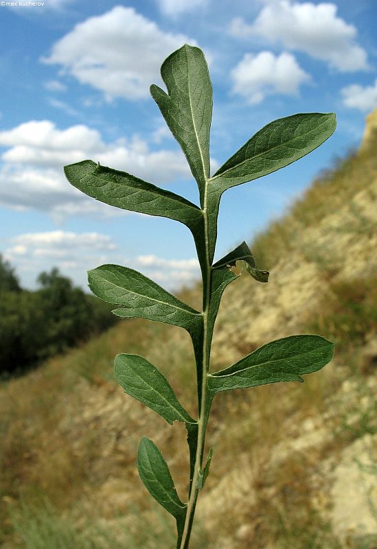 Image of Jurinea ewersmannii specimen.