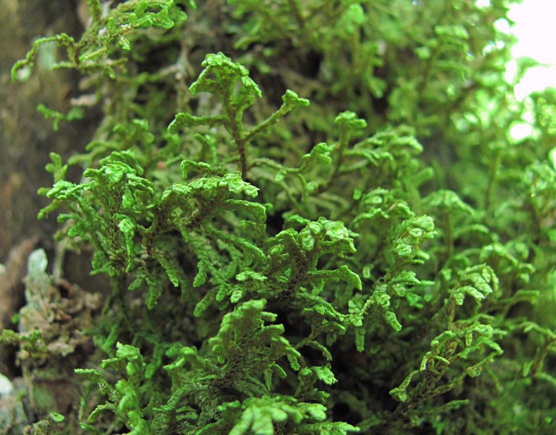 Image of Porella platyphylla specimen.