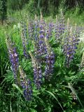 Lupinus polyphyllus. Верхушки цветущих растений. Мурманск, мкр-н Росляково, посадки. 02.07.2016.